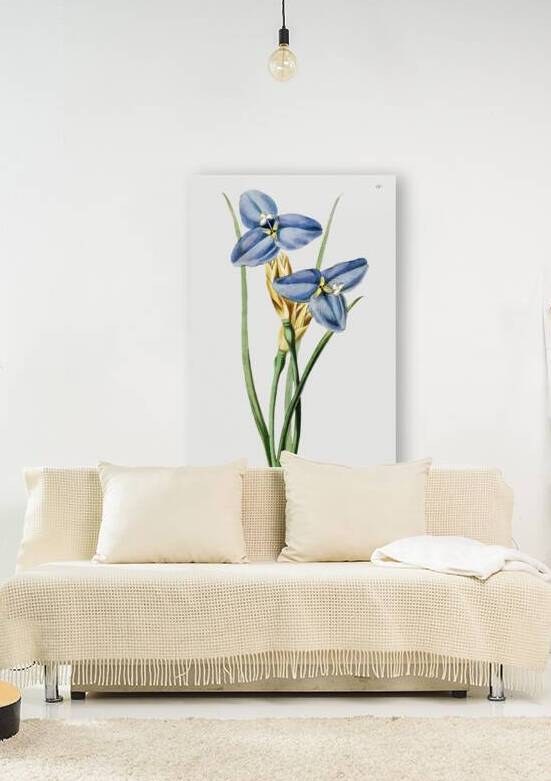 Sapphire patersonia from Edwards Botanical Register 1829-1847  by Sydenham Edwards John Lindley and James Ridgway. by IStockHistory com