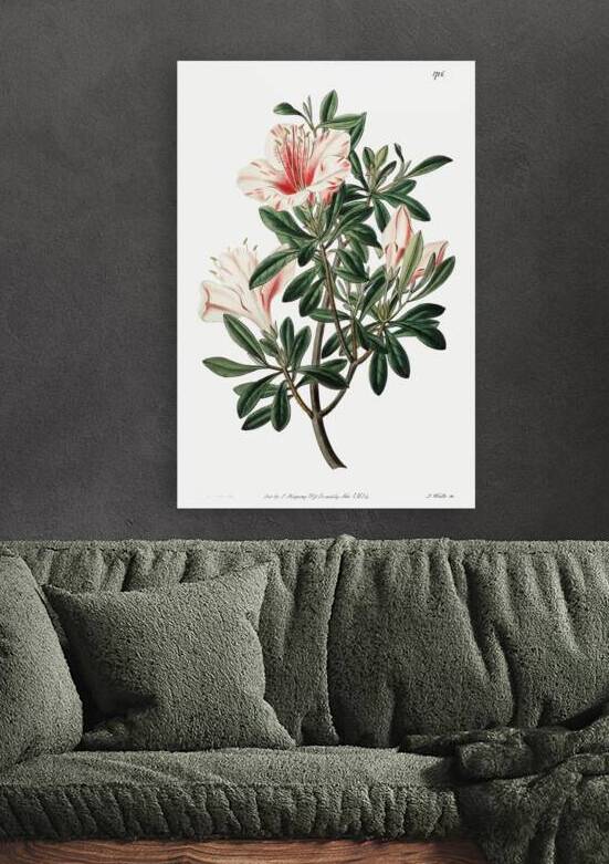 The variegated Chinese azalea from Edwards Botanical Register 1829-1847  by Sydenham Edwards John Lindley and James Ridgway. by IStockHistory com