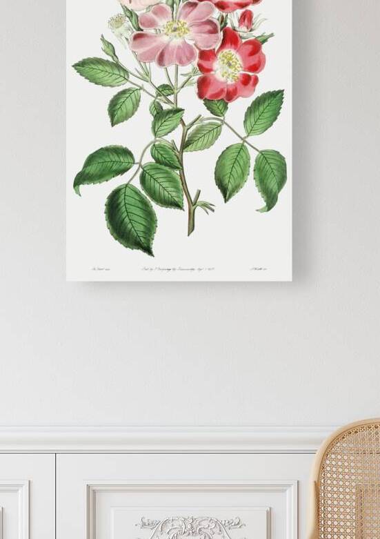 Rose clare from Edwards Botanical Register 1829-1847  by Sydenham Edwards John Lindley and James Ridgway. by IStockHistory com