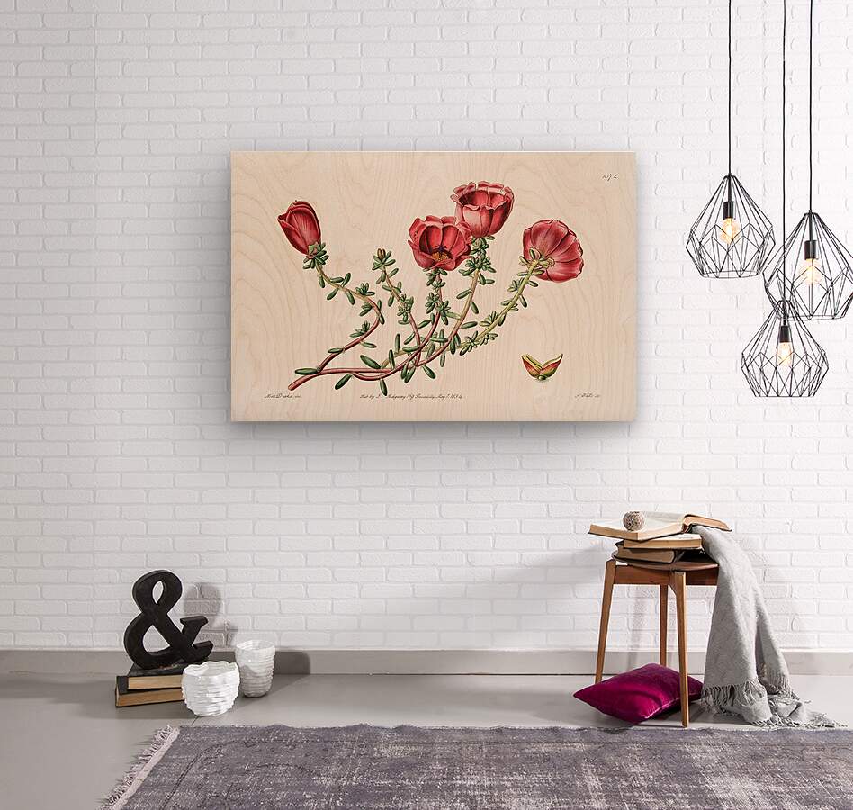 Dr. Gillies purslane from Edwards Botanical Register 1829-1847  by Sydenham Edwards John Lindley and James Ridgway.  Wood print