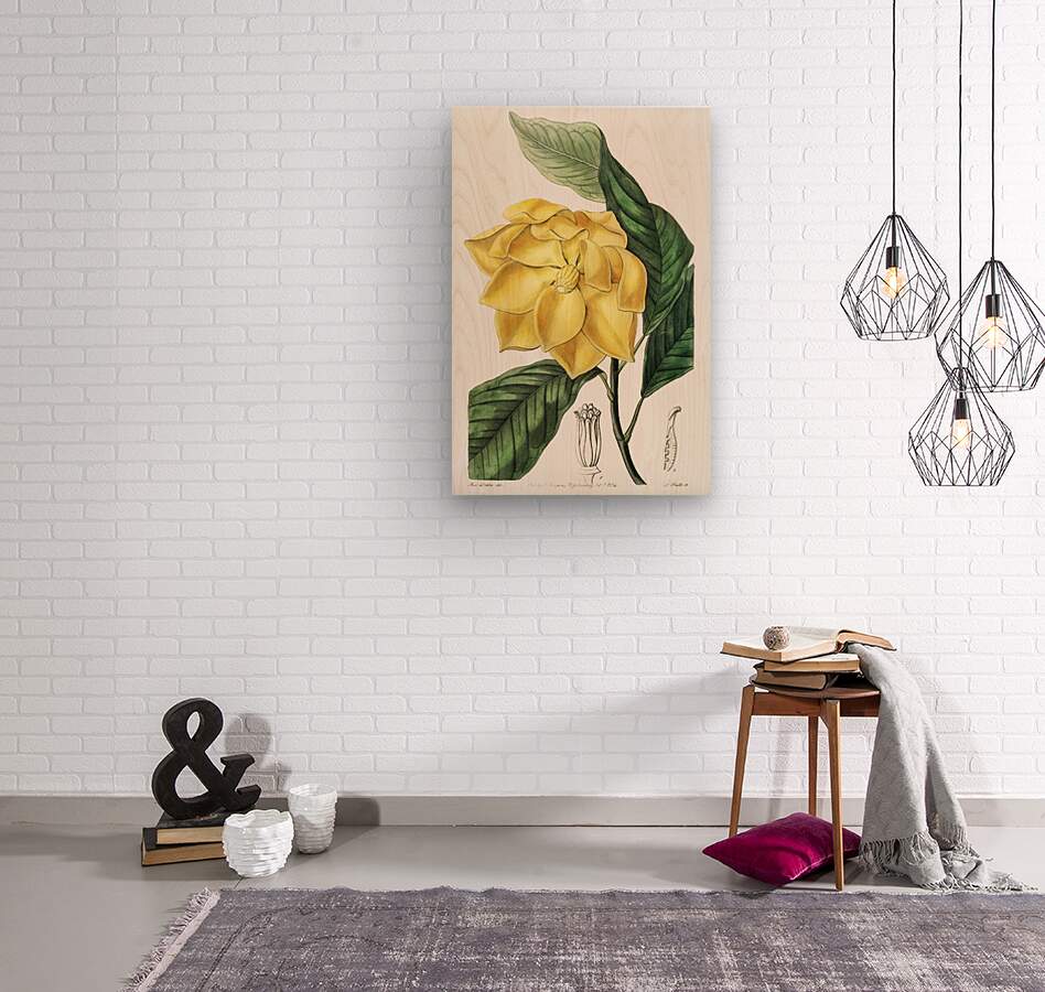 De Candolles talaum tree from Edwards Botanical Register 1829-1847  by Sydenham Edwards John Lindley and James Ridgway.  Wood print