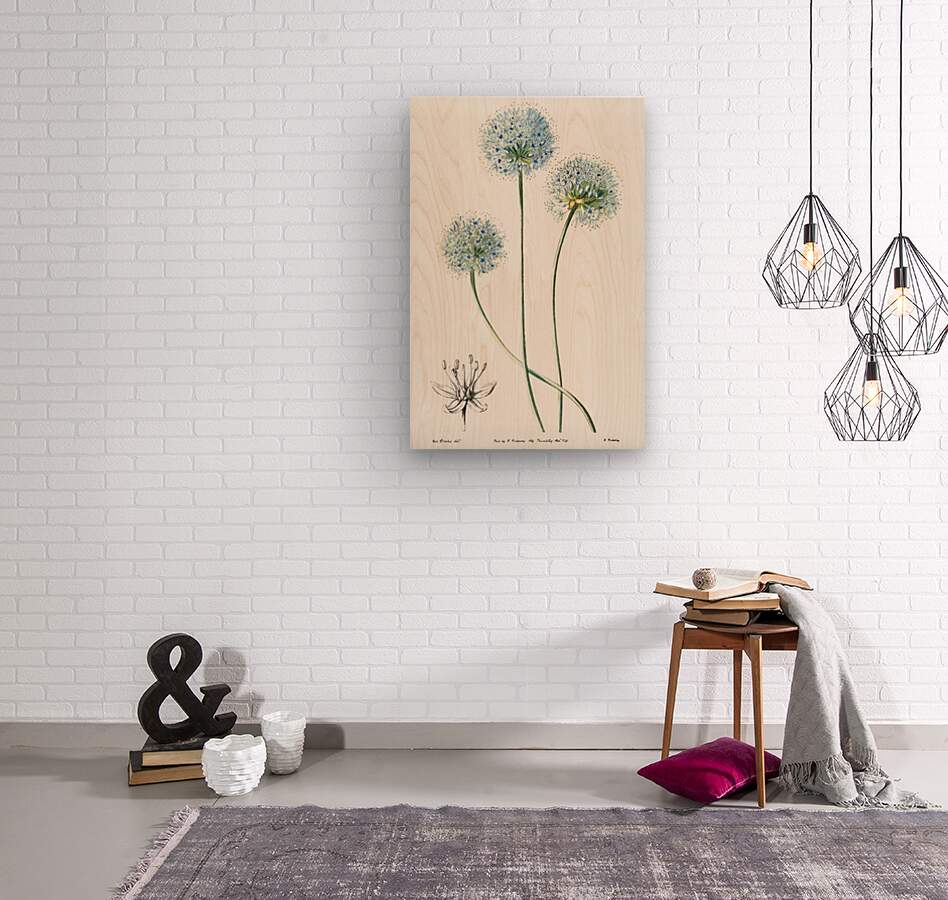 Blue leek from Edwards Botanical Register 1829-1847  by Sydenham Edwards John Lindley and James Ridgway.  Wood print