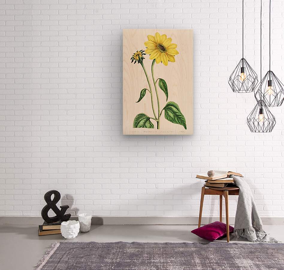 Trumpet stalked sunflower from Edwards Botanical Register 1829-1847  by Sydenham Edwards John Lindley and James Ridgway.  Wood print