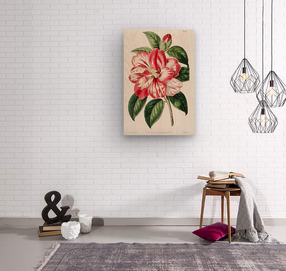 Donckelaers japan camelia from Edwards Botanical Register 1829-1847  by Sydenham Edwards John Lindley and James Ridgway.  Wood print