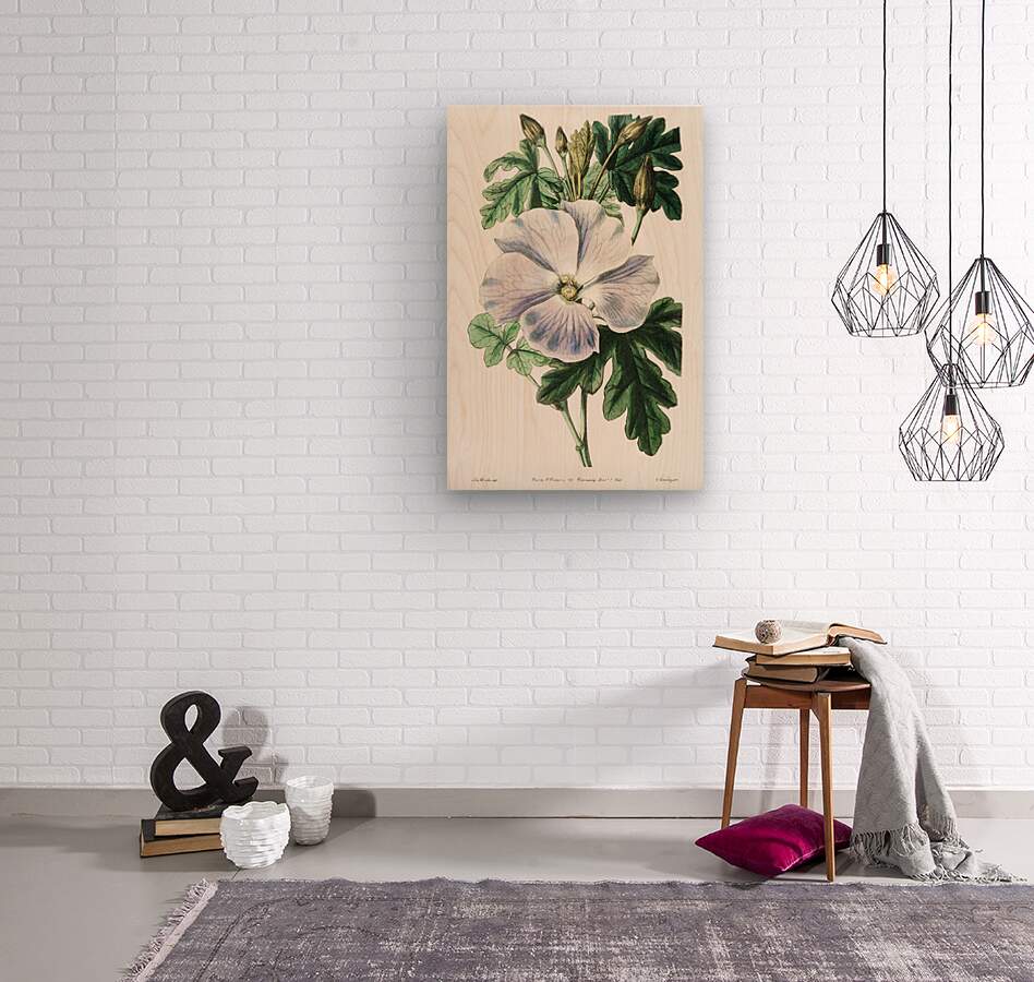 Mrs. Wrays hibiscus from Edwards Botanical Register 1829-1847  by Sydenham Edwards John Lindley and James Ridgway.  Wood print