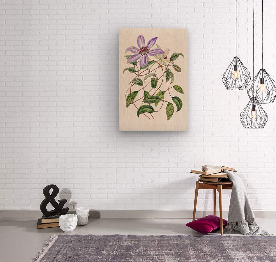 Violet clematis flower from Edwards Botanical Register 1829-1847  by Sydenham Edwards John Lindley and James Ridgway.  Wood print