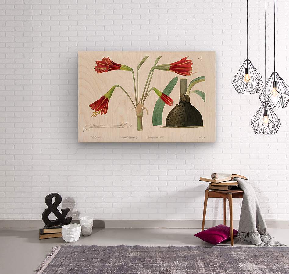 Habranthus phycelloides from Edwards Botanical Register 1829-1847  by Sydenham Edwards John Lindley and James Ridgway.  Wood print