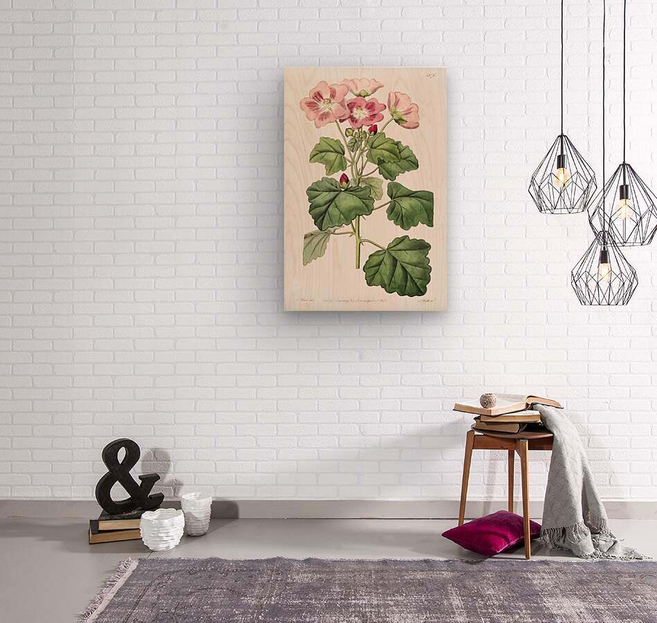 Rhomb leaved palavia from Edwards Botanical Register 1829-1847  by Sydenham Edwards John Lindley and James Ridgway.  Wood print