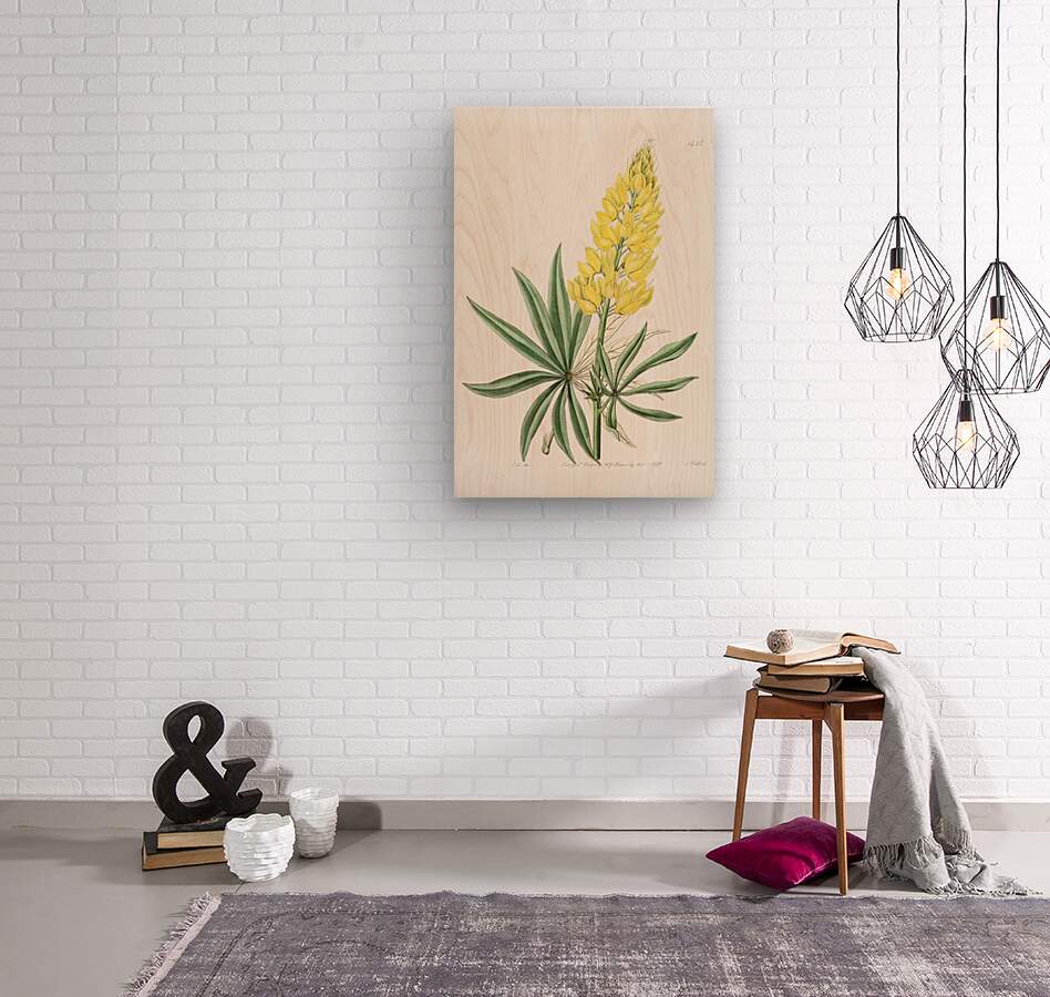 Yellow perennial lupine from Edwards Botanical Register 1829-1847  by Sydenham Edwards John Lindley and James Ridgway.  Wood print