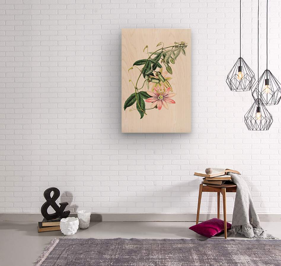 Mrs.Marryats tacsonia from Edwards Botanical Register 1829-1847  by Sydenham Edwards John Lindley and James Ridgway.  Wood print