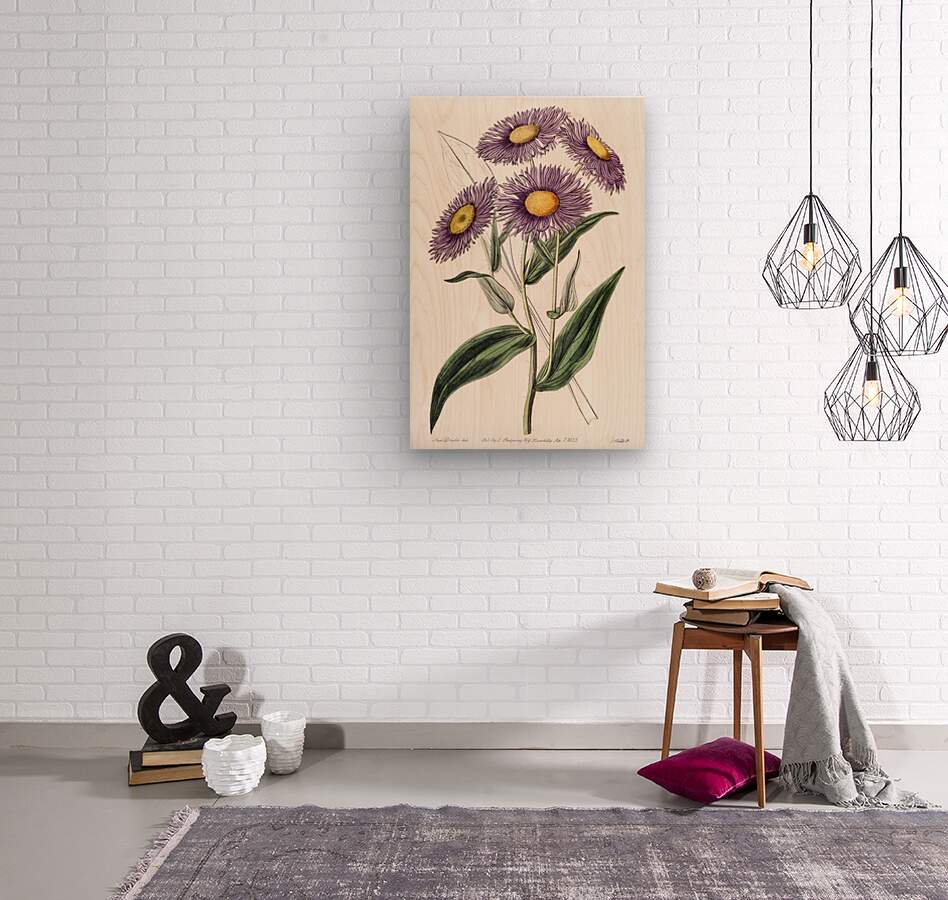 Shewy stenactis from Edwards Botanical Register 1829-1847  by Sydenham Edwards John Lindley and James Ridgway.  Wood print