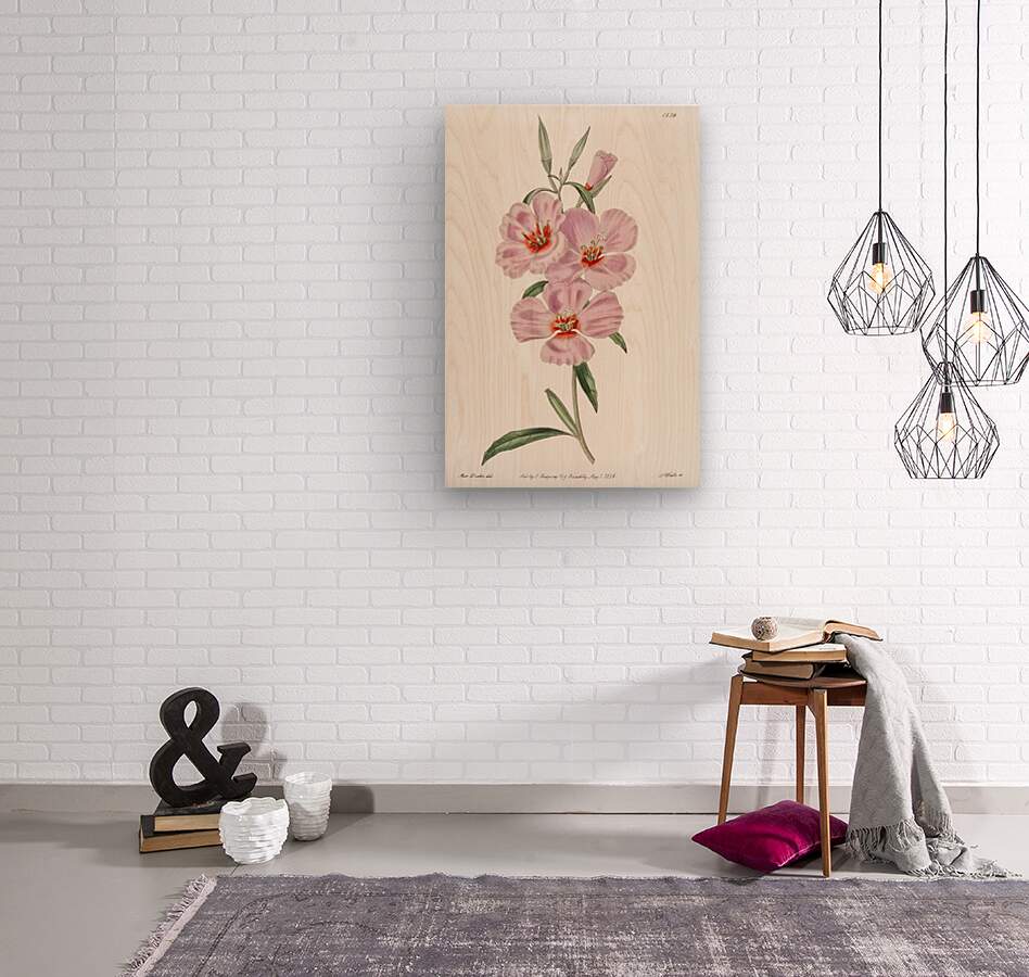 Ruddy godetia from Edwards Botanical Register 1829-1847  by Sydenham Edwards John Lindley and James Ridgway.  Wood print