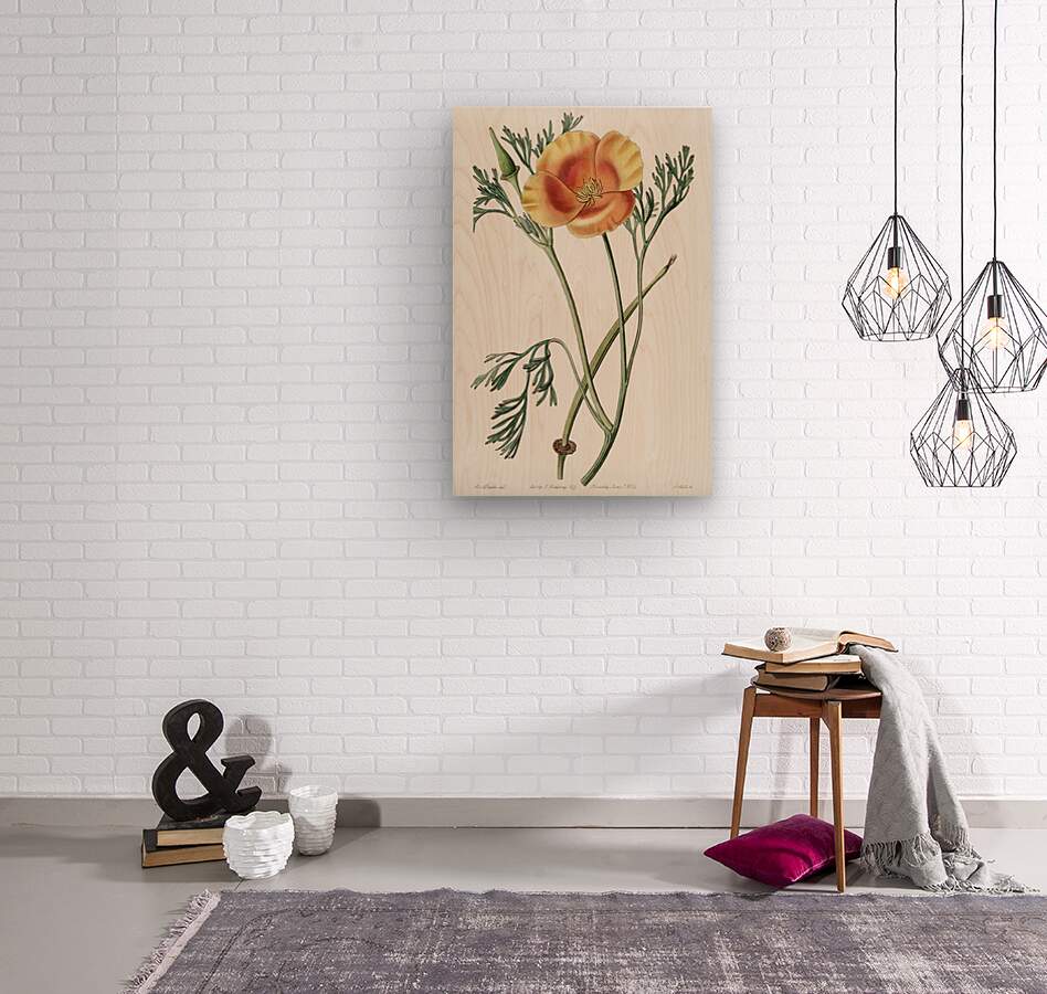 Saffron colored eschscholzia from Edwards Botanical Register 1829-1847  by Sydenham Edwards John Lindley and James Ridgway.  Wood print