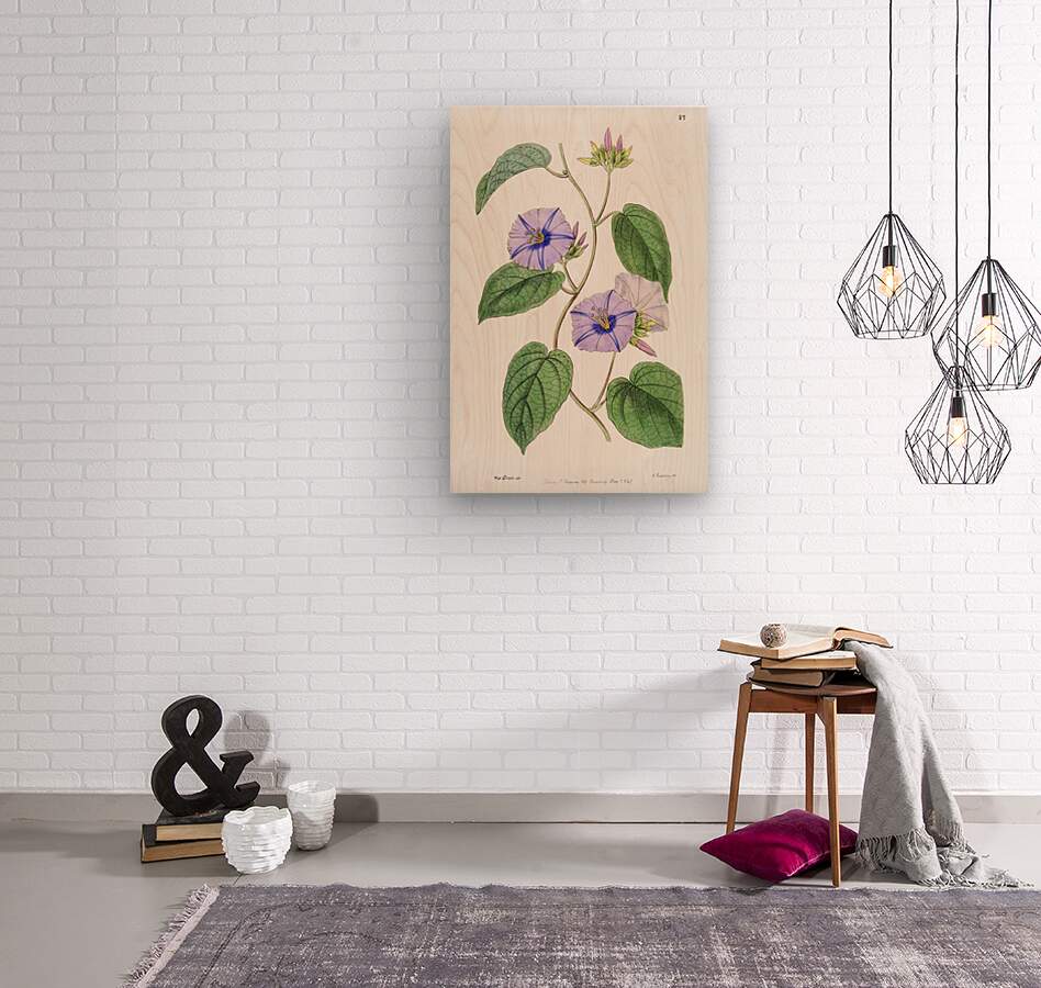 Hoary jacquemontia from Edwards Botanical Register 1829-1847  by Sydenham Edwards John Lindley and James Ridgway.  Wood print