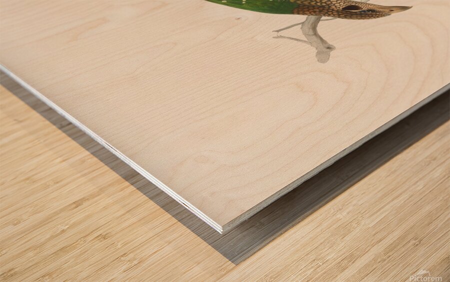 Ailuraedus melanotus 1873 Wood print