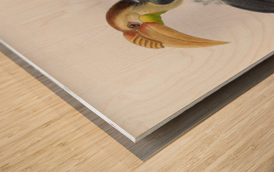 Rhytidoceros subruficollis 1882 Wood print