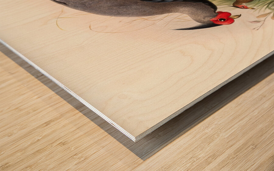 Euplocamus lineatus. 1872 Wood print