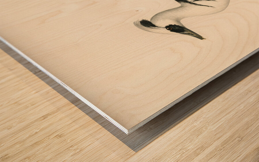 Mergellus albellus Wood print