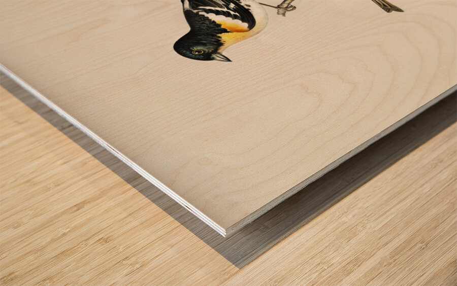 Eurasian skylark Alauda arvensis Wood print