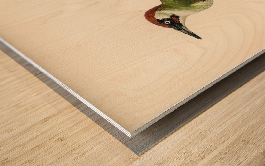 Picus viridis ♂ Wood print