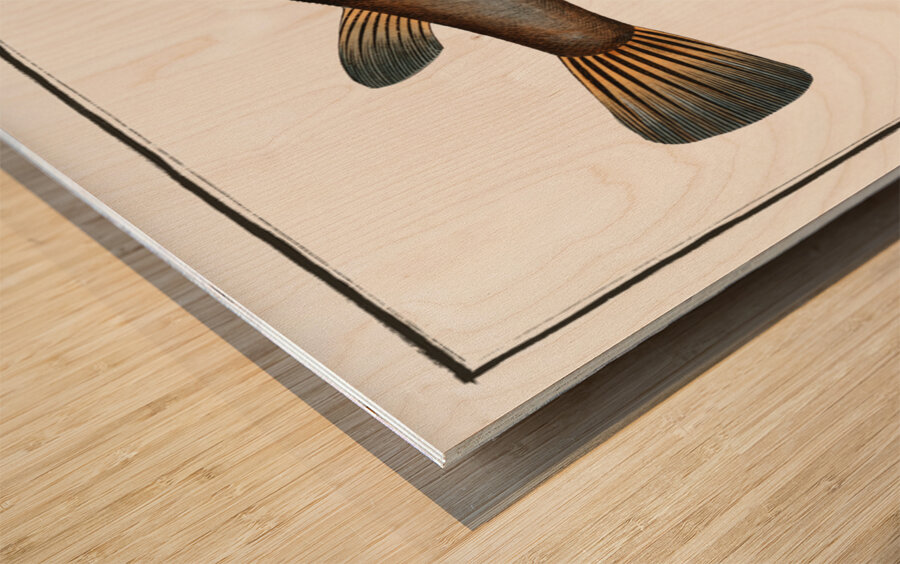 Sea Weather-Cock Tetrodon Hispidus Wood print