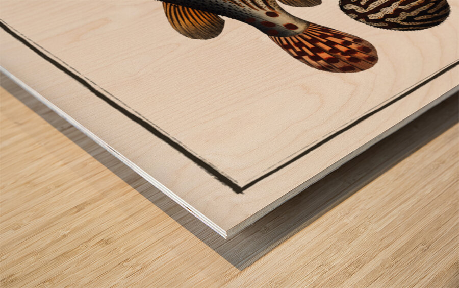 Striped Globe Tetrodon leneatus Wood print