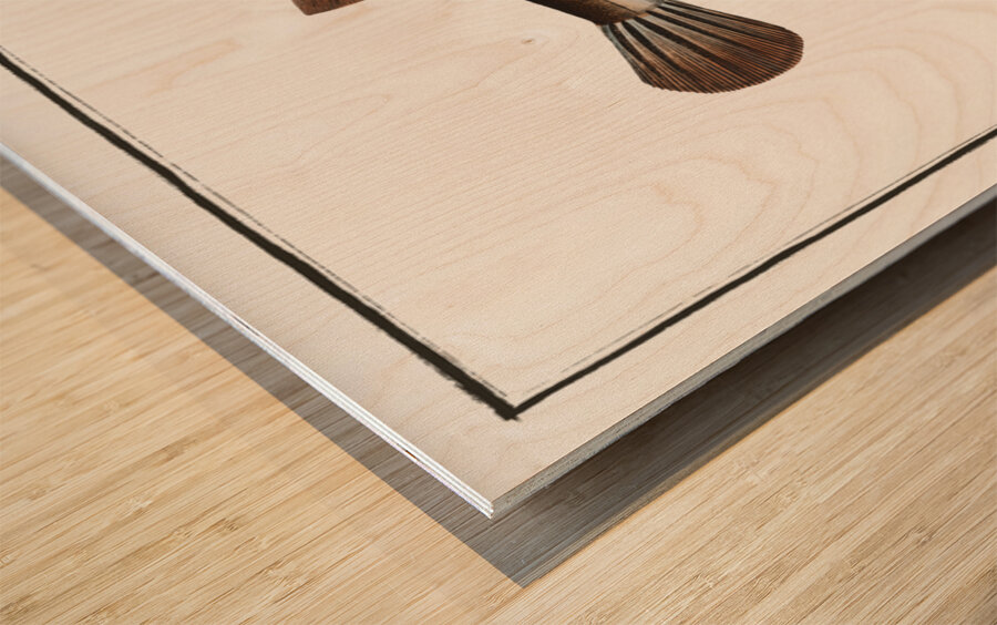 Honkenys Tetrodon Tetrodon Honckenii Wood print