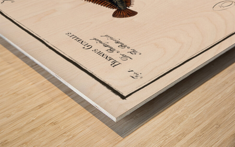 1. Butterfish Blennius Gunellus 2. Bulcard Blennius Pholis Wood print