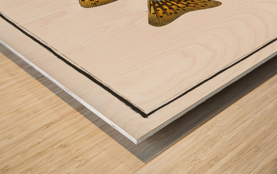 Round Diodon Diodon Hystrix Wood print