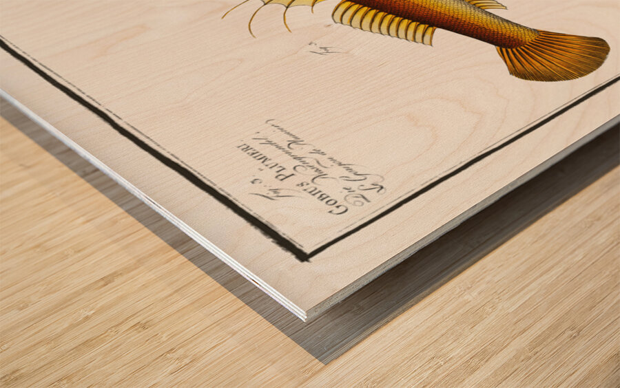 1. 2. Cottus monopterigius 3. Gobius Plümieri Wood print