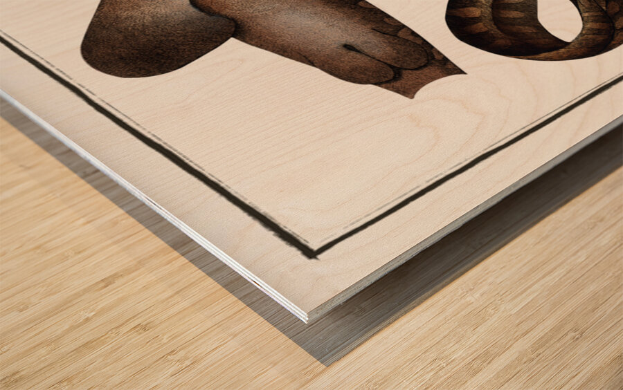 Belted Shark Squalus Fasciatus Wood print