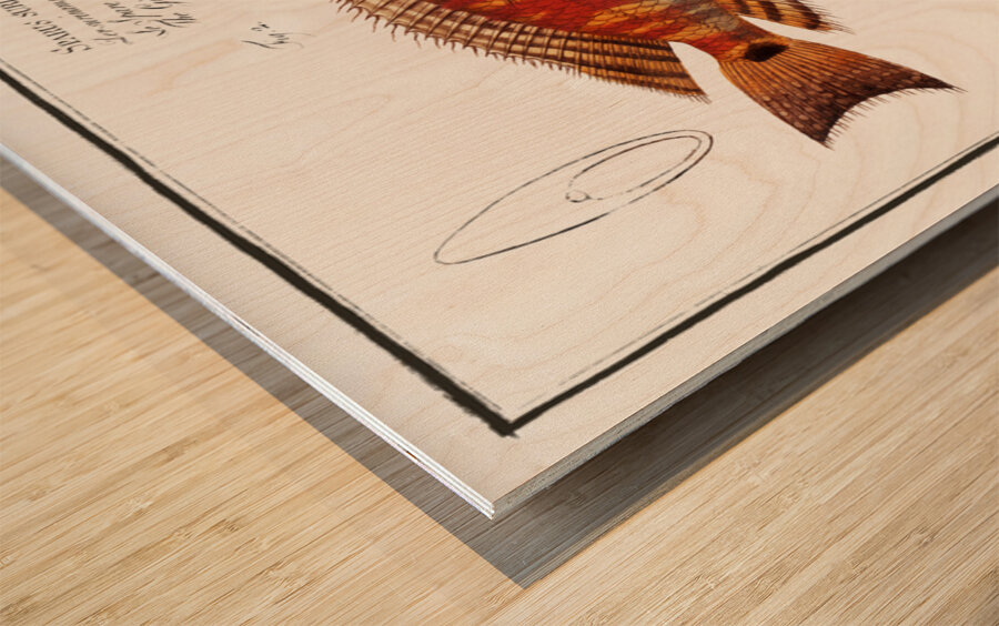 1. Japanese Gilt-head Sparus Japonicus 2. Gilt-head of Surinam Sparus Surinamensis Wood print