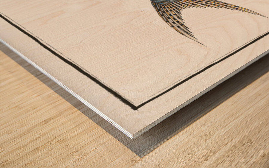 Streaked Silure Silurus fasciatus Wood print