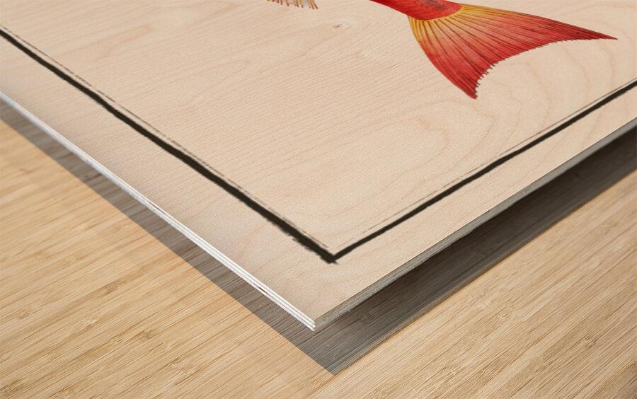 Streaked Gurnard Trigla lineata Wood print