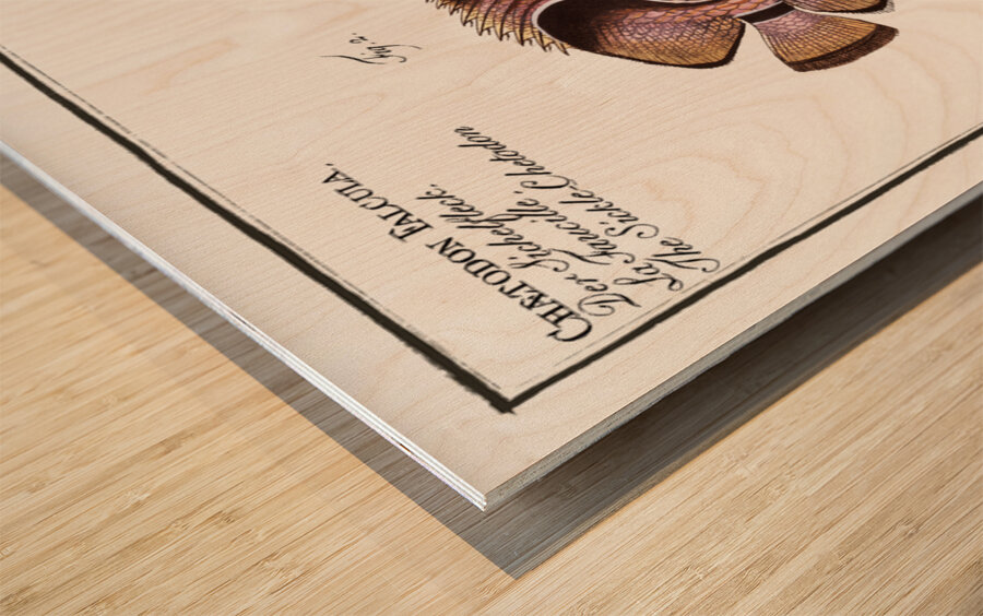 1. Bristle-Chetodon Chaetodon Setifer 2. Sickle-Chetodon Chaetodon Falcula Wood print