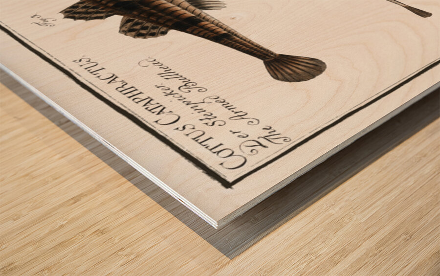 1. 2. River Bullhead Cottus Gobio 3. 4. Armed Bullhead Cottus Cataphractus Wood print