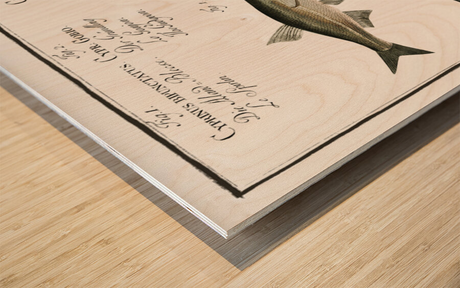 1. Sperlin Cyprinus bipunctatus 2. Bitter-Carp Cyprinus Gobio 3. Bitter-Carp Cyprinus Amarus 4. Bleak Cyprinus Alburnus 5. Minow Cyprinus Phoxinus Wood print