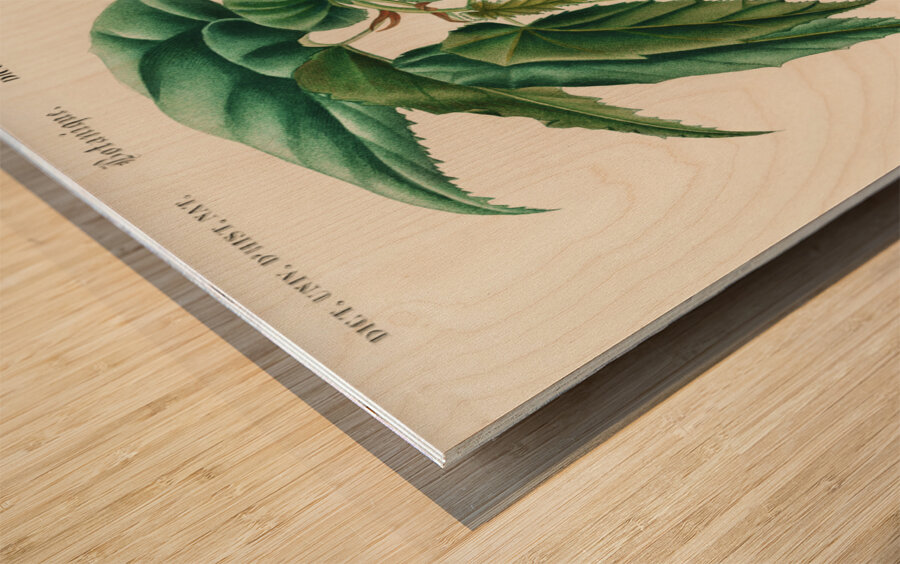 Begonia Begonia incarnata Wood print