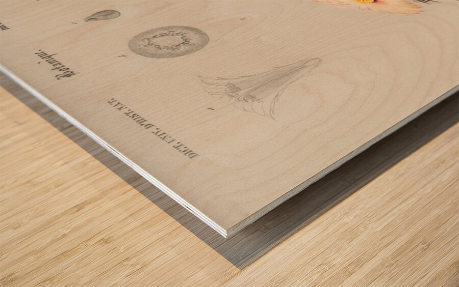 Starry Ball Mammillaria elephantidens Impression sur bois