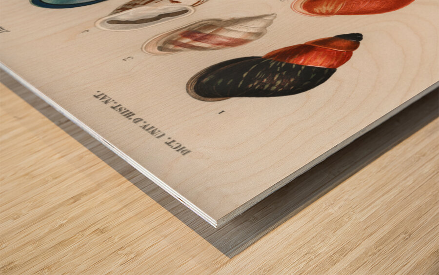 Different types of mollusks Wood print