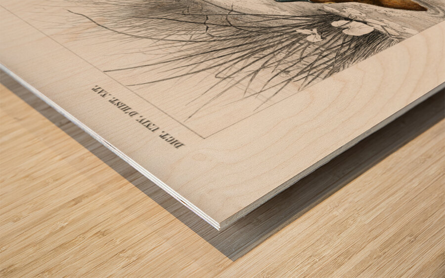 Platypus Ornithorhynchus Paradoxus Wood print