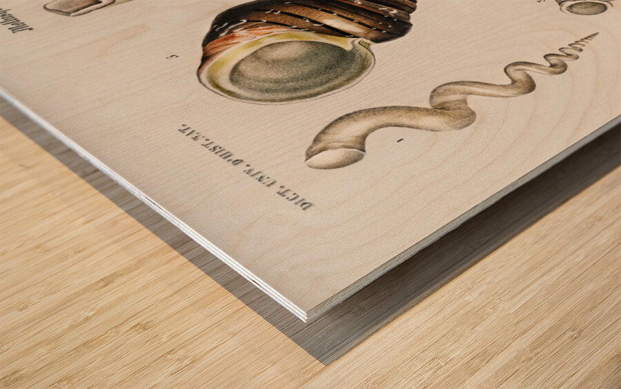 Different types of mollusks Wood print