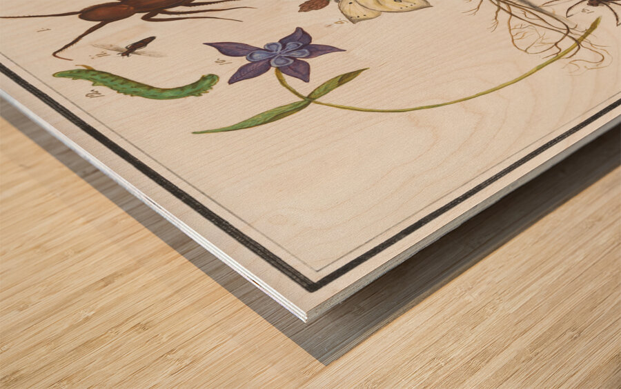 Nature ensemble in vintage style Wood print