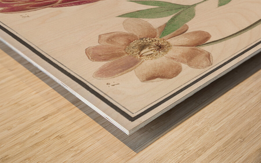 Peony in vintage style Wood print