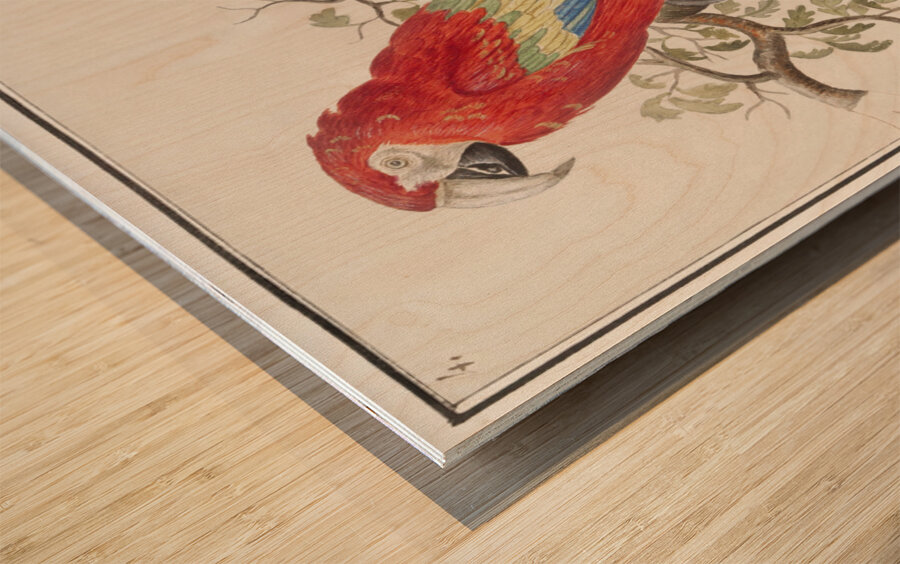 Scarlet macaw in vintage style Impression sur bois