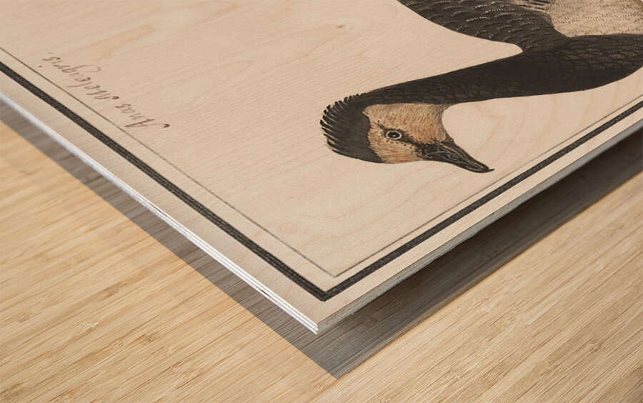 Domestic goose in vintage style Wood print