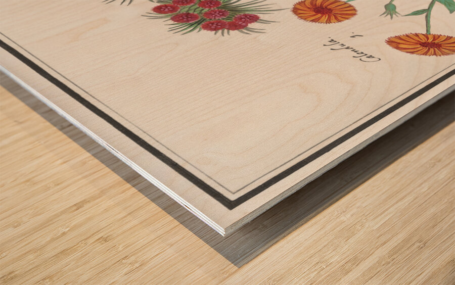 Marigold and daisy in vintage style Wood print