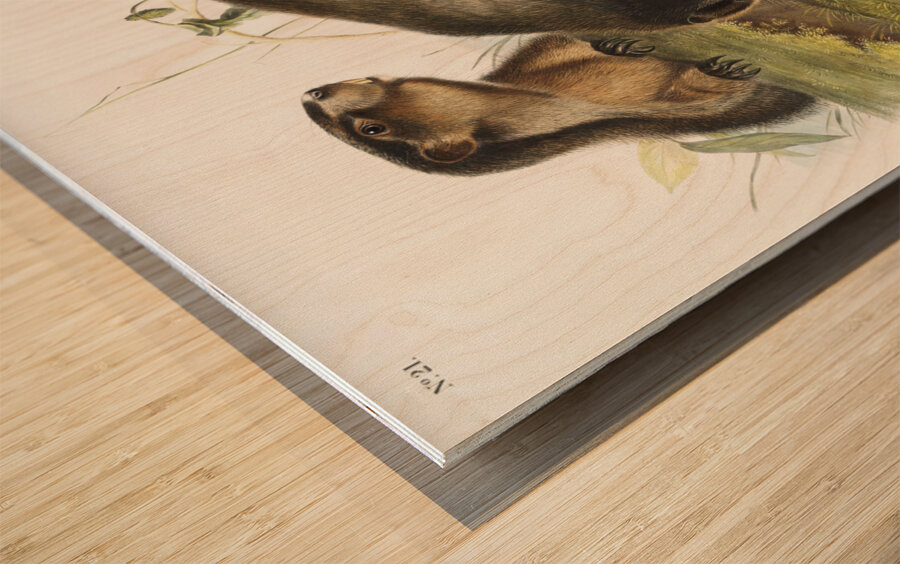 Hoary Marmot Arctomys pruinosus  Wood print