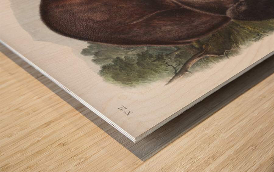 Pouched Jerboa Mouse Dipodomys Phillipsii  Wood print