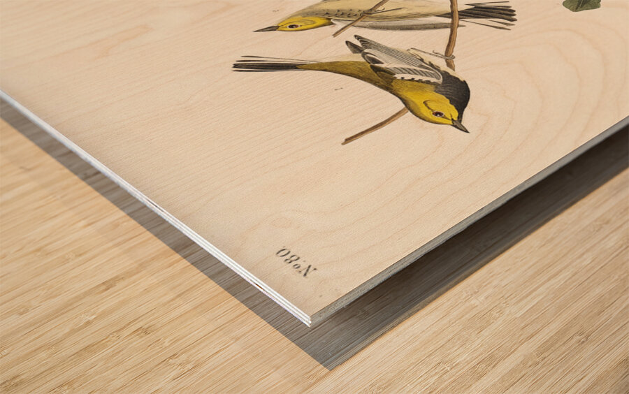 Black-throated green Warbler Blackburnian and Mourning Warbler Wood print